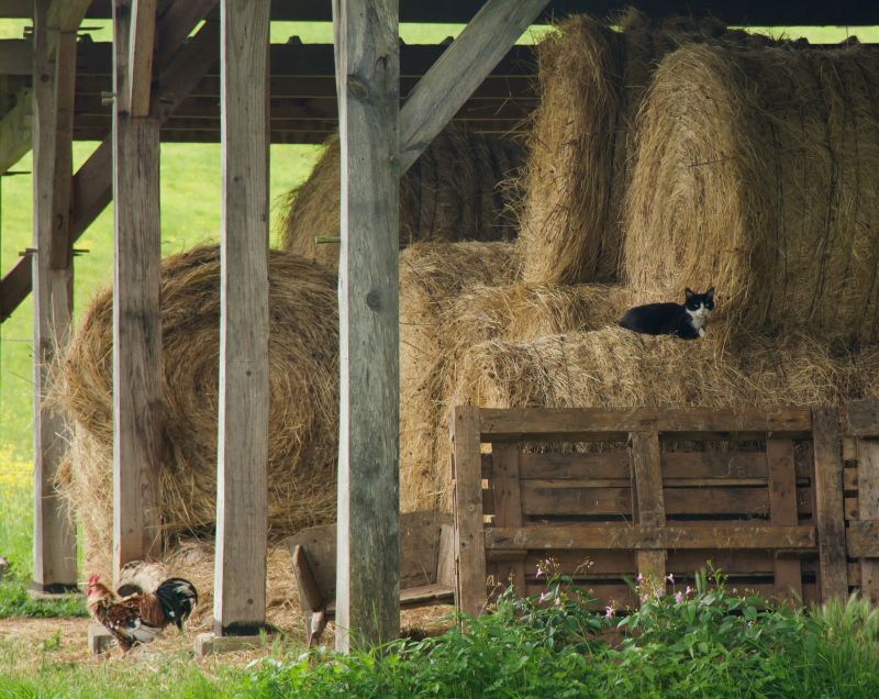 Barn Construction in Wilmington, NC