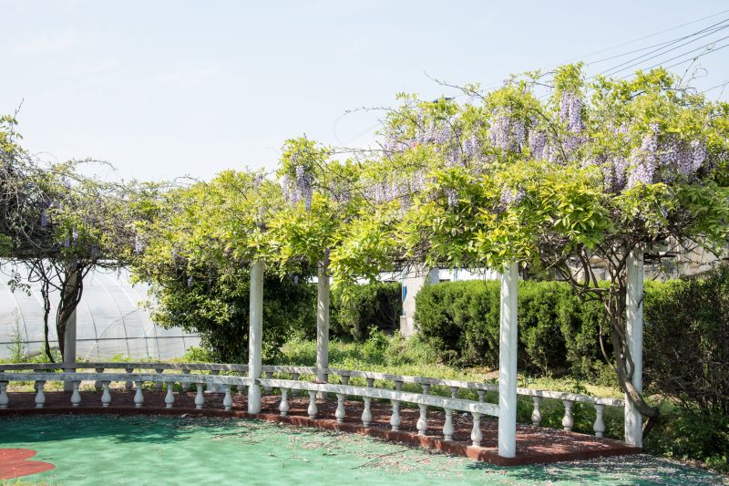 Grape Trellis Installation in Wilmington, NC