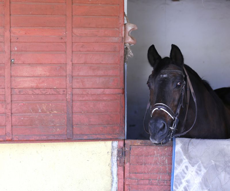 Horse Stall Repair in Olathe, KS