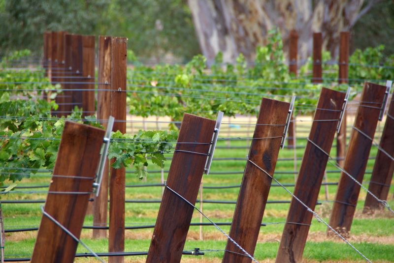 Vineyard Trellis Installation in Kansas City, KS